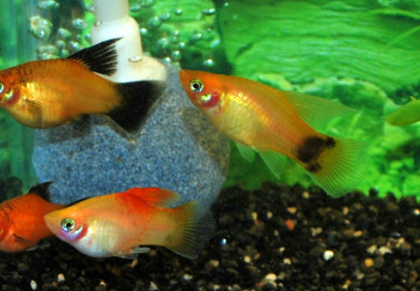 Platy Hifin Mix M