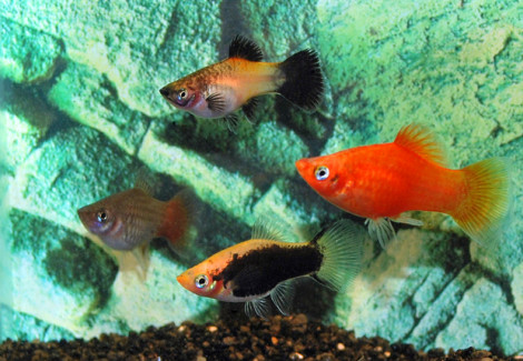 Platy Mix M