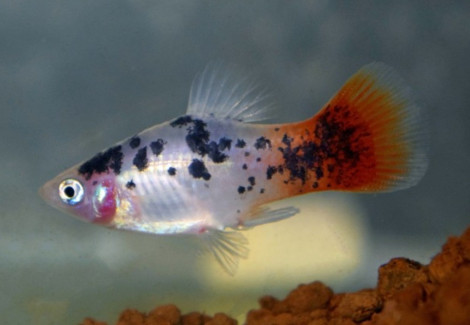 Platy Red White Spotted S/M