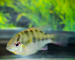 Mikrogeophagus Ramirezi L