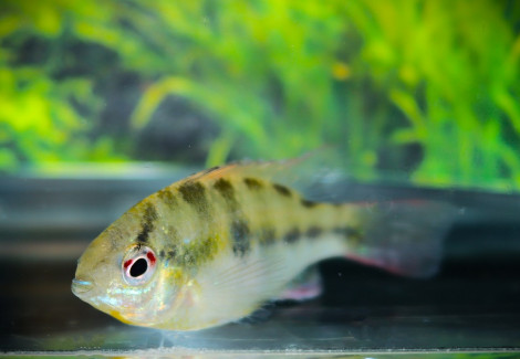 Mikrogeophagus Ramirezi L