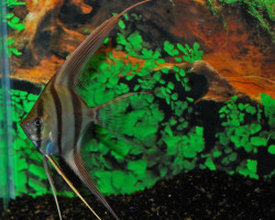 Pterophyllum Altum M