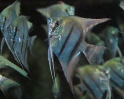 Pterophyllum Sc. Blue S/M