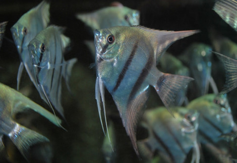 Pterophyllum Sc. Blue S/M