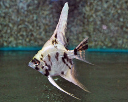 Pterophyllum Sc. Platinum Marble M