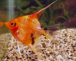 Pterophyllum Sc. Red Devil S/M