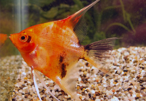 Pterophyllum Sc. Red Devil S/M