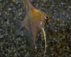 Pterophyllum Sc. Manacapuru M