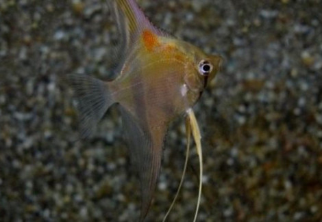 Pterophyllum Sc. Manacapuru M