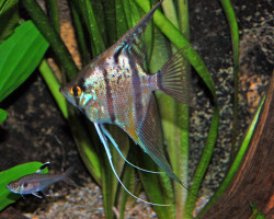 Pterophyllum Sc. Sp. "Rio Nanay" M/L