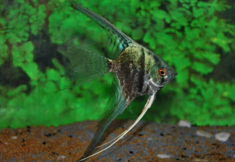 Pterophyllum Sc. Smokey M