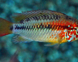 Apistogramma Viejita M