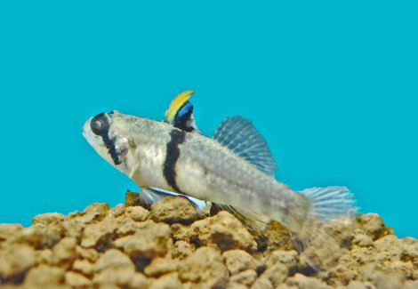 Redigobius Balteatus M