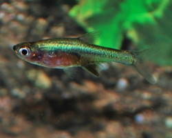 Rasbora Axelrodi Neon Green M