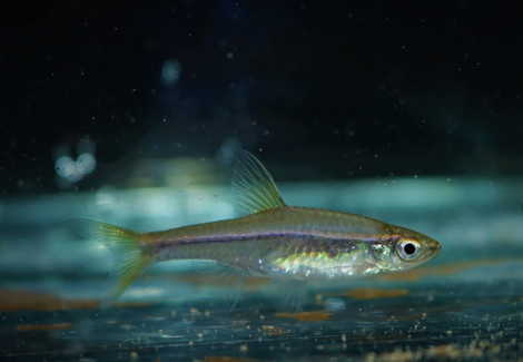 Rasbora Pauciperforata M