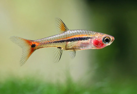 Rasbora/Boraras Urophthalmoides M