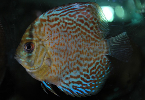 Discus Leopard Snakeskin M