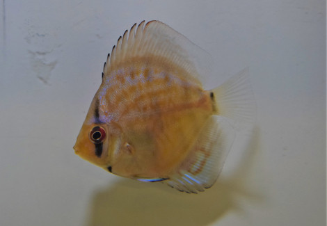 Discus Blue Turquoise  S/M