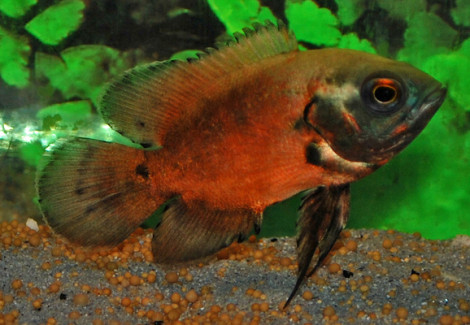 Astronotus Ocel.Red S