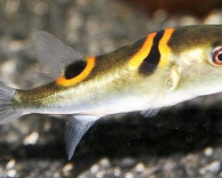 Takifugu Ocellatus M