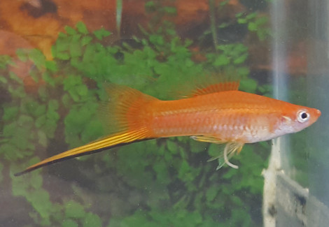 Xipho. Helleri Orange  L