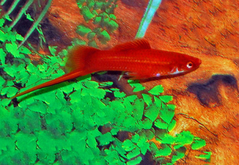 Xipho. Helleri Red M