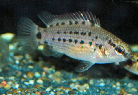 Badis Assamensis L