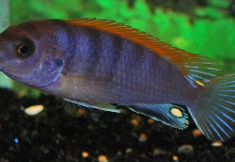 Labidochromis Sp. Hongi Super Redtop M