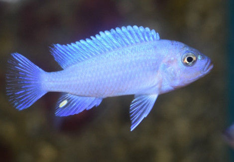 Pseudotr. Zebra Blue M