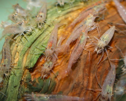 Caridina Multidentata Orange M