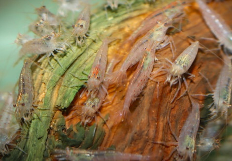 Caridina Multidentata Orange M