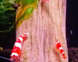 Caridina Crystal Red S