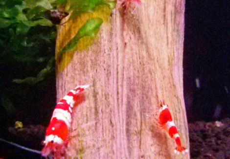 Caridina Crystal Red S