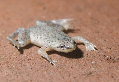 Hymenochirus Boetgeri/Frog S