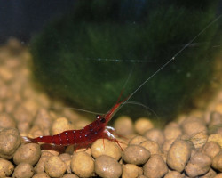 Caridina Dennerli M