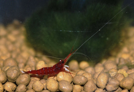 Caridina Dennerli M