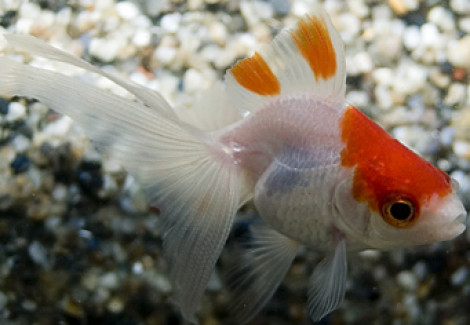 Car. Aur. Red/White Fantail  5/6