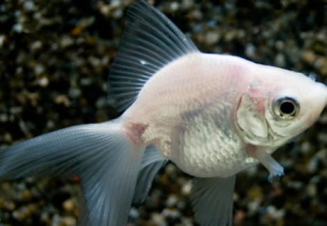 Car. Aur. White Fantail 5/6