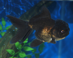 Car. Aur. Black Oranda 3/5