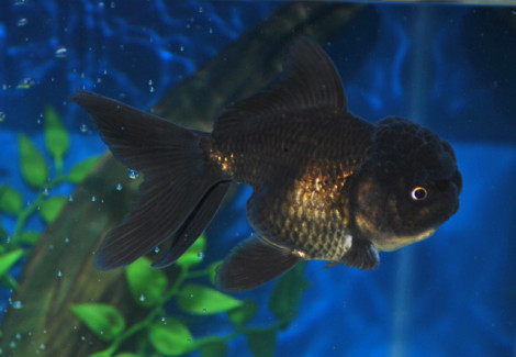 Car. Aur. Black Oranda 3/5