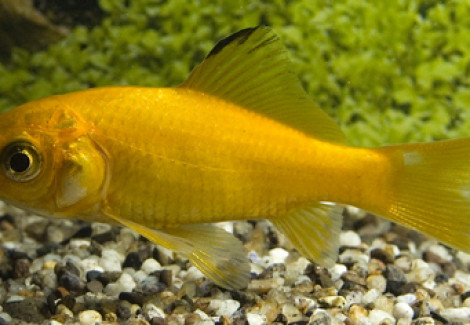 Carassius Auratus Giallo 7/10