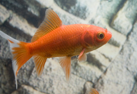 Carassius Auratus Cometa  4/ 7