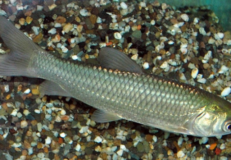 Ctenopharyngodon Idel.  7/10, Grass Carp