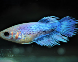 Betta Splendens Crowntail Femmina M