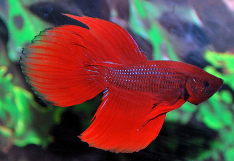 Betta Splendens Maschio Xl