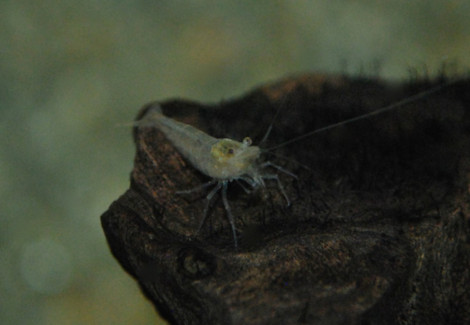 Caridina Davidii Green M