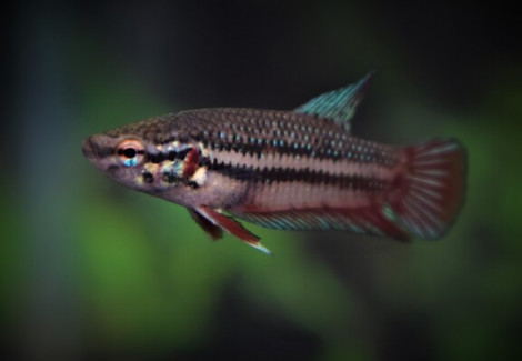 Betta Plakat Femmina Show (5-6Cm)