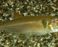 Acestrorhynchus Falcatus/Pantaneiro M