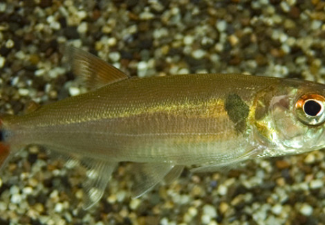 Acestrorhynchus Falcatus/Pantaneiro M