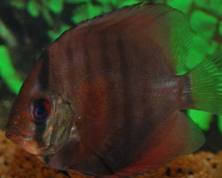 S. Aequifasciatus Red Rose M/L